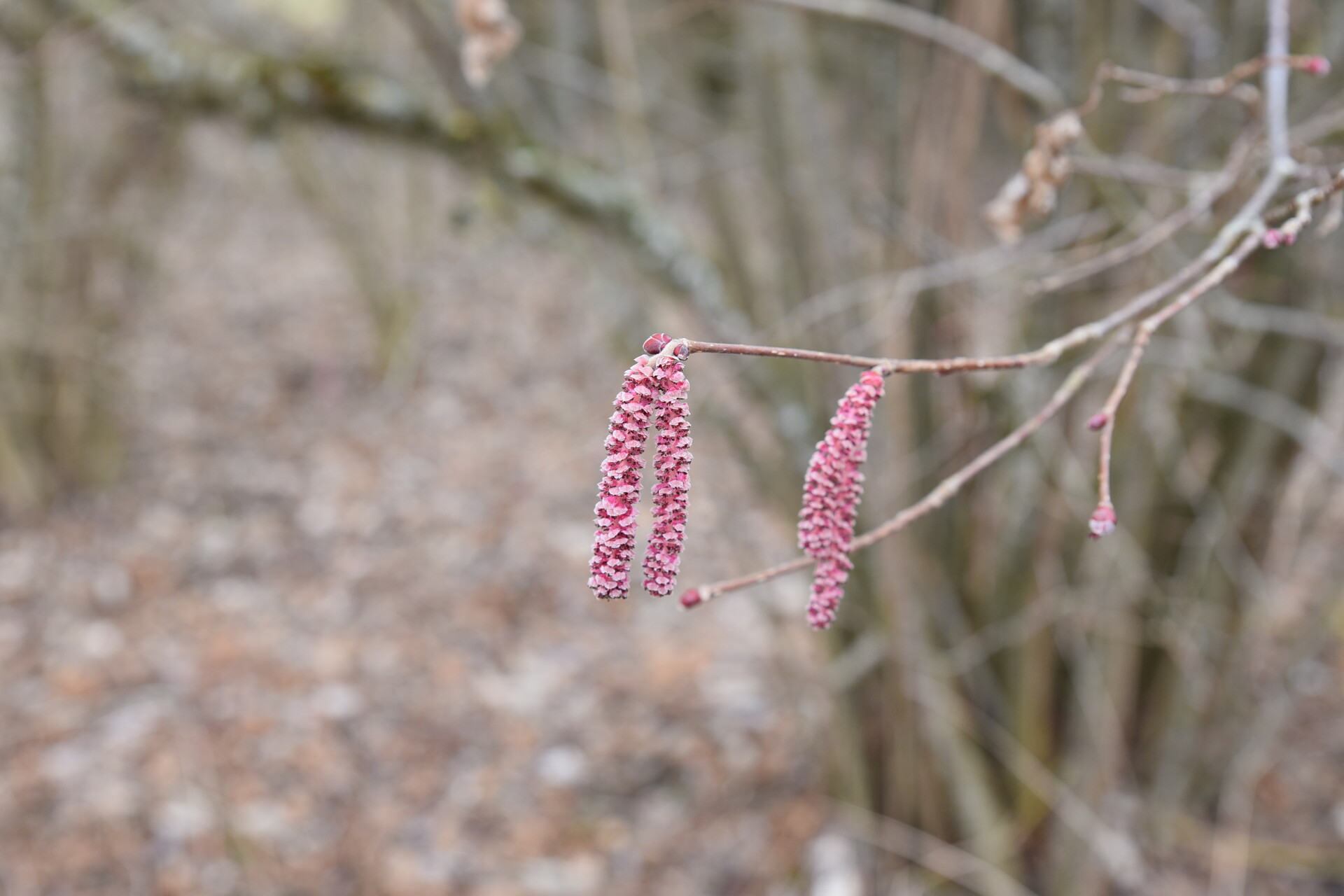 Galeriebild: DSC 4112